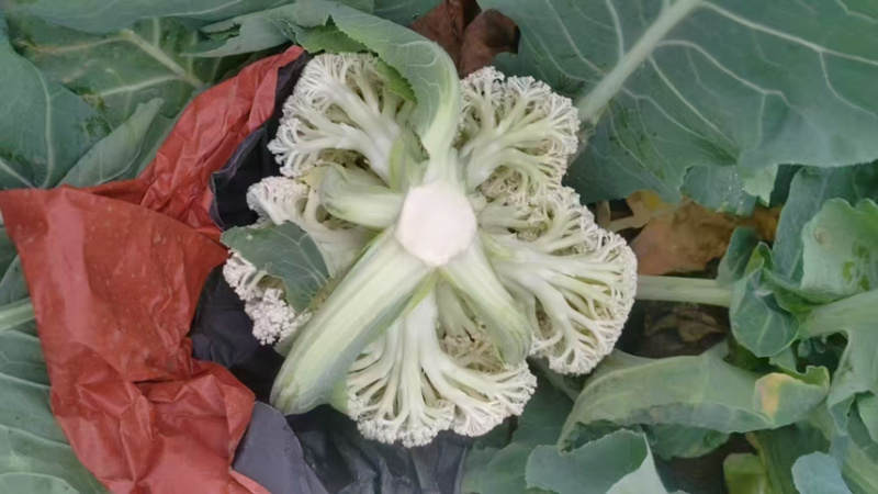 西蓝花青花松花