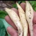 白洋荷青洋荷基地直发白洋荷种根供应一手货源产地直供