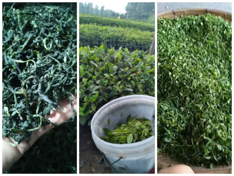 绿茶