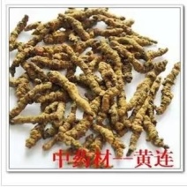 黄连统货，产地一手货源，量大从优