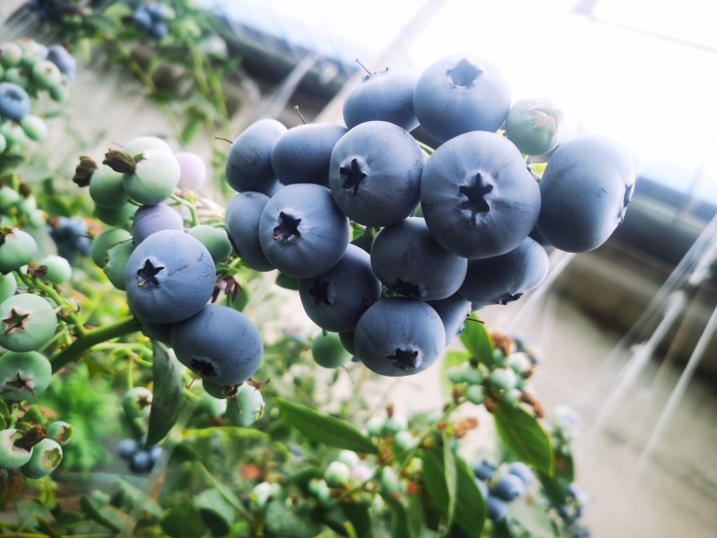 山东日照蓝莓