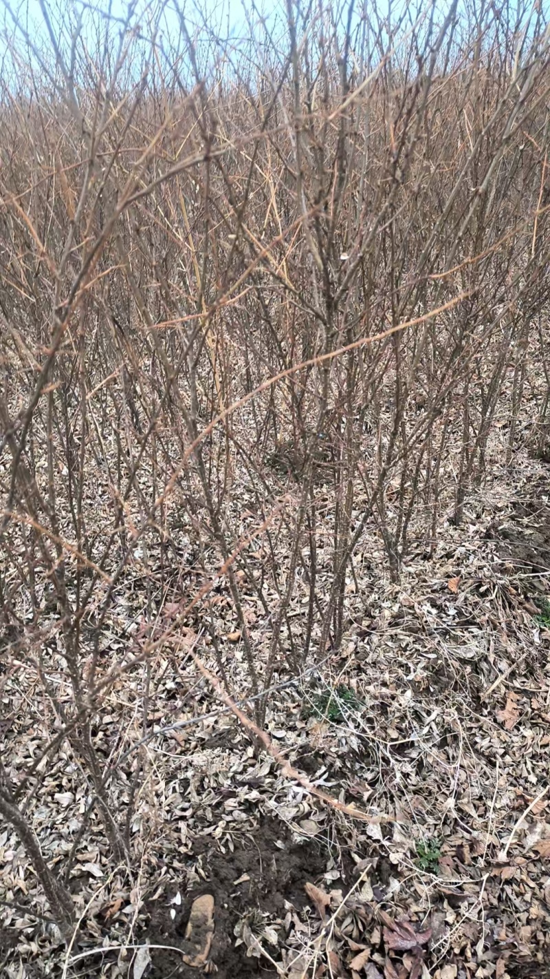 金雀花金雀锦鸡花苗阳雀花，花可食用根系可入药