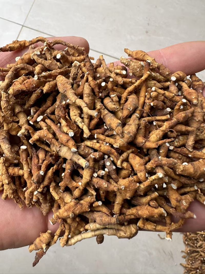 九节菖蒲，价格可议，大量上市，都是优等产品。