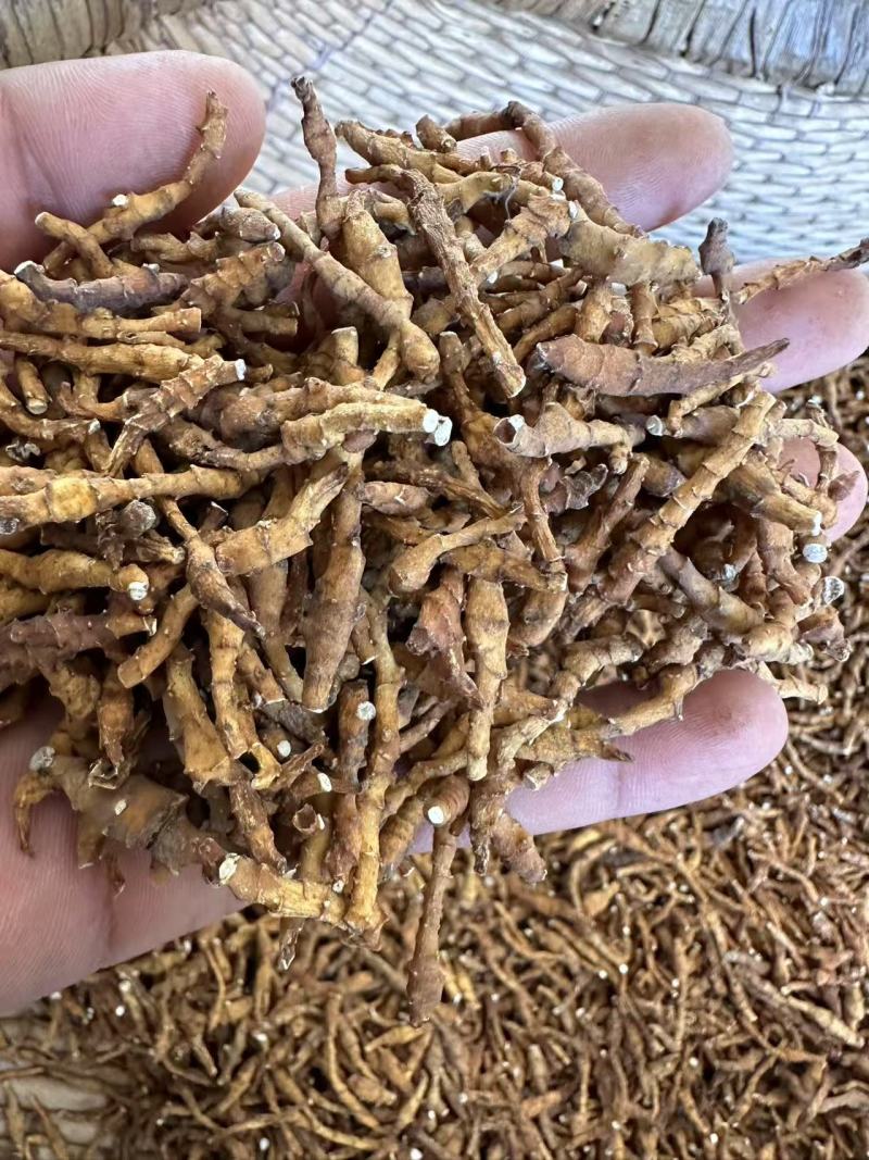 九节菖蒲，价格可议，大量上市，都是优等产品。