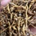 九节菖蒲，价格可议，大量上市，都是优等产品。