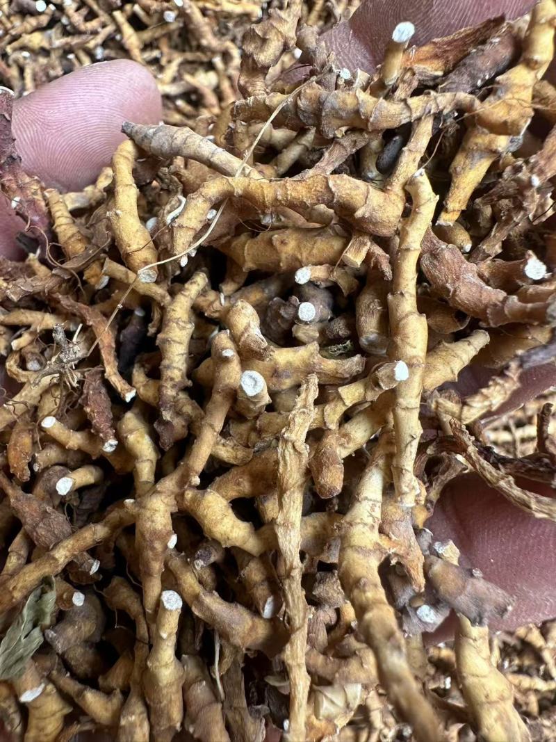 九节菖蒲，价格可议，大量上市，都是优等产品。
