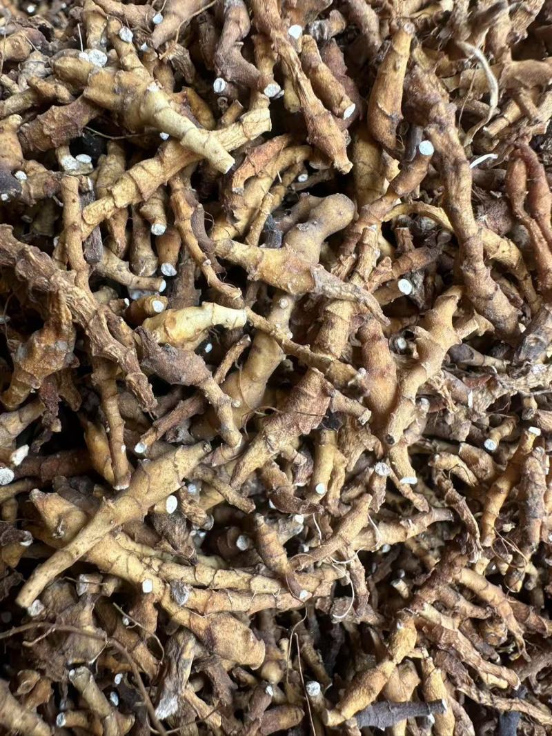 九节菖蒲，价格可议，大量上市，都是优等产品。