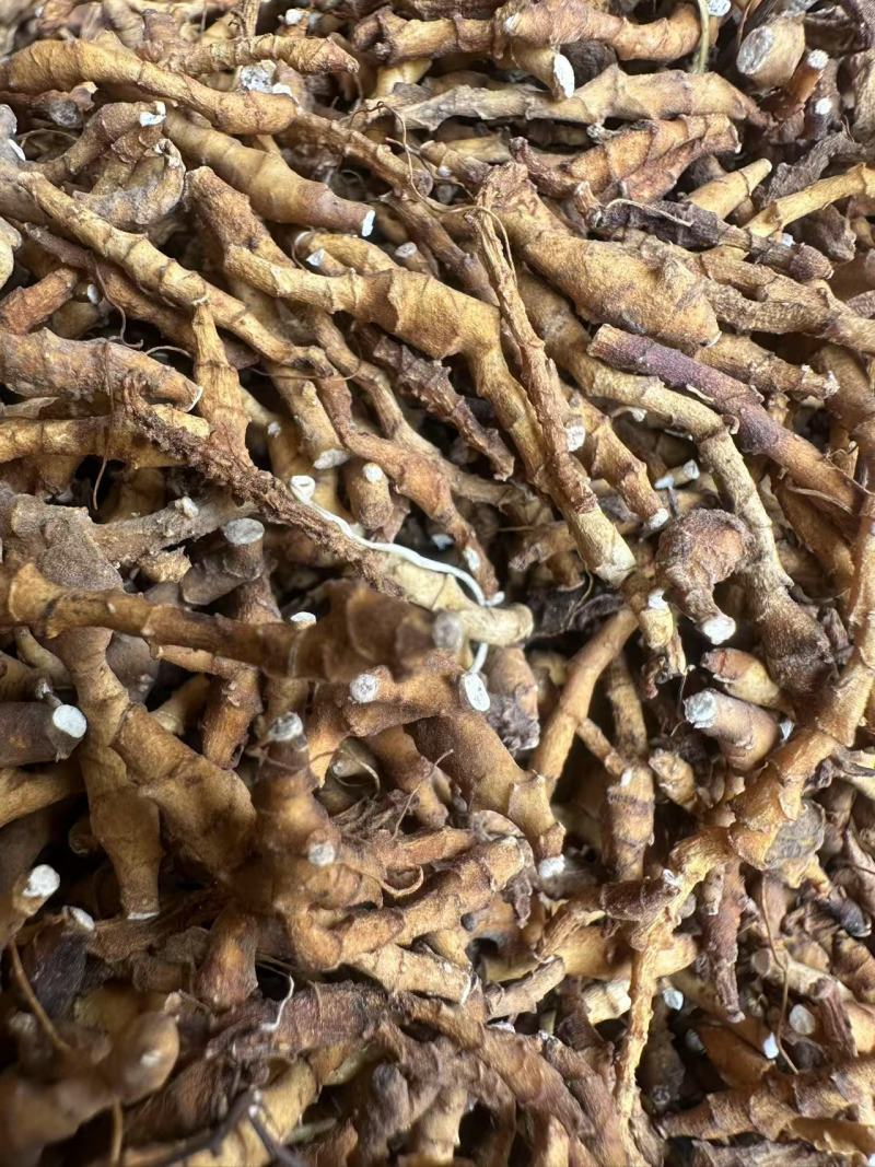 九节菖蒲，价格可议，大量上市，都是优等产品。