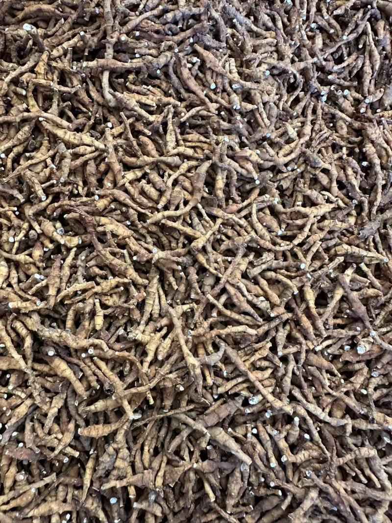 九节菖蒲，价格可议，大量上市，都是优等产品。