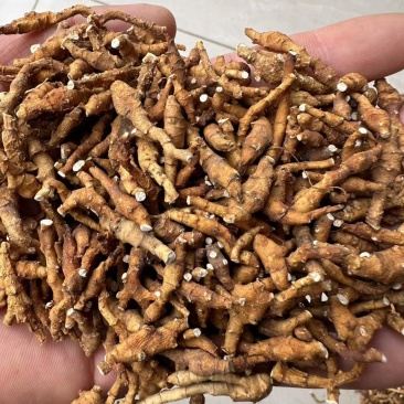 九节菖蒲，价格可议，大量上市，都是优等产品。