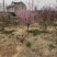 榆叶梅美人梅基地各种规格齐全