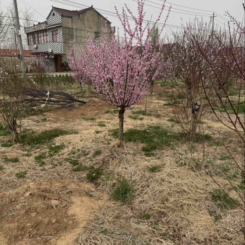榆叶梅美人梅基地各种规格齐全