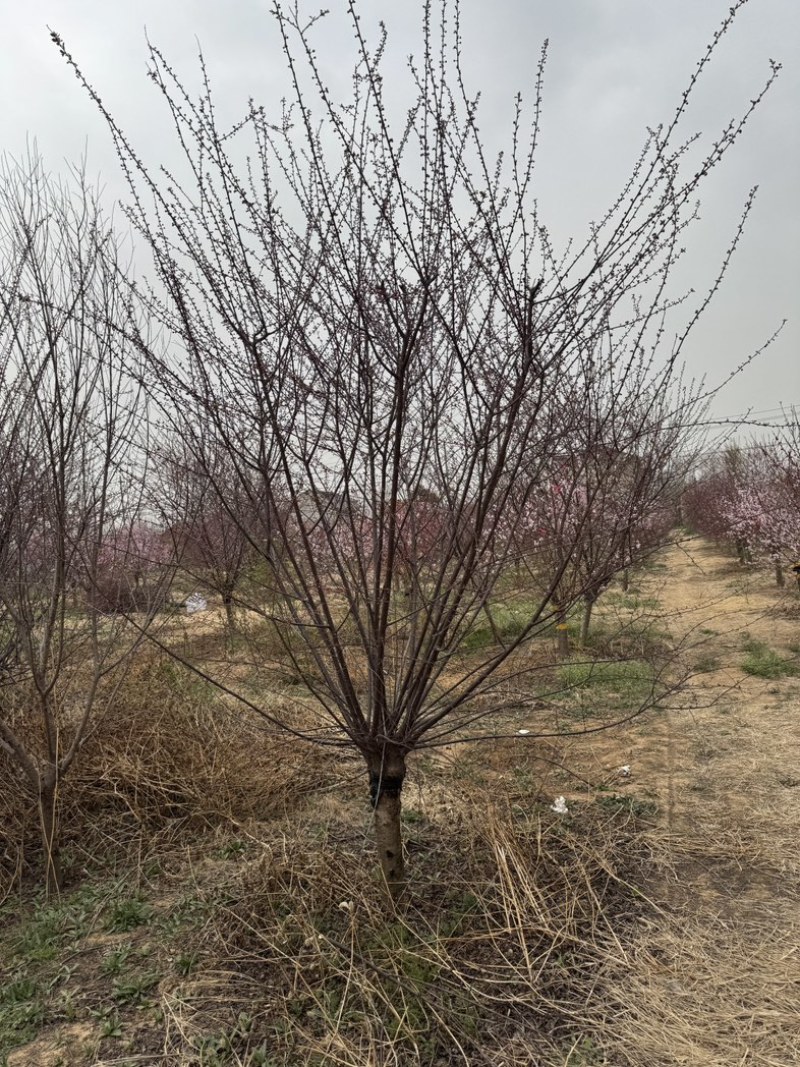 榆叶梅美人梅基地各种规格齐全