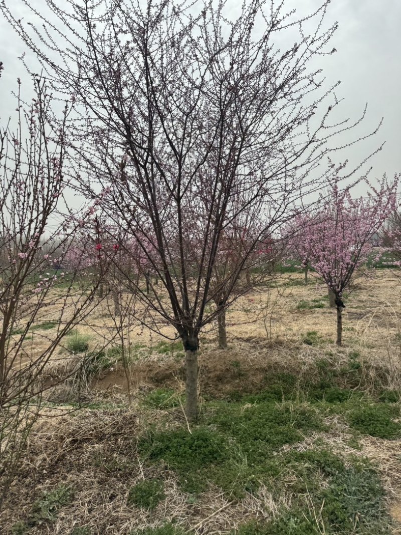 榆叶梅美人梅基地各种规格齐全
