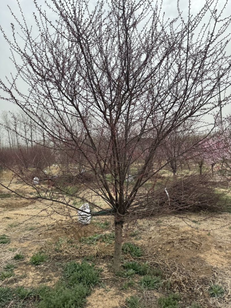 榆叶梅美人梅基地各种规格齐全