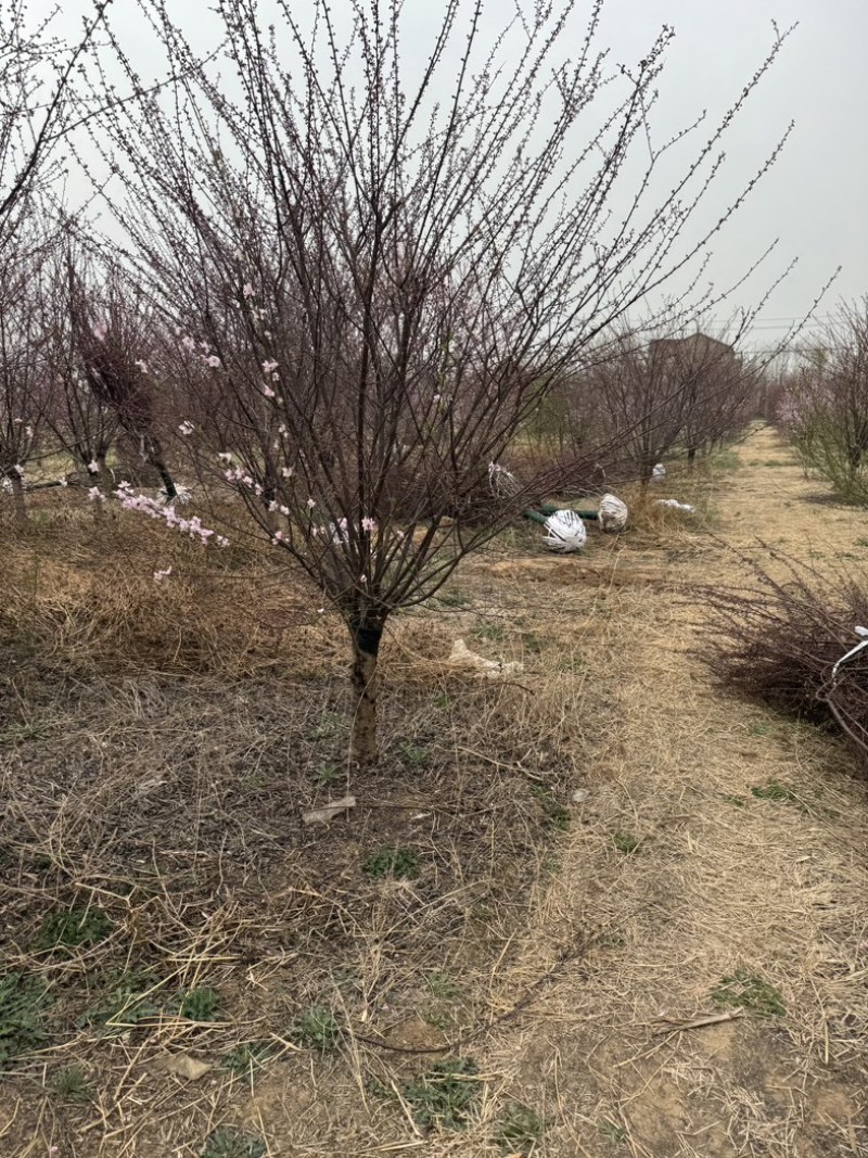 榆叶梅美人梅基地各种规格齐全