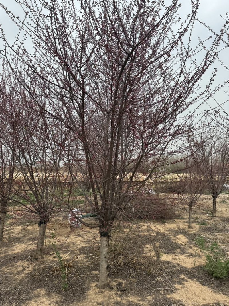 榆叶梅美人梅基地各种规格齐全