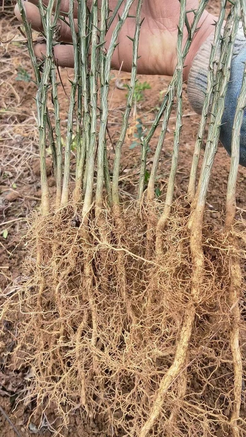 枳壳苗，川药枳壳苗出售，裸根苗，一年苗，两年苗
