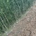 枳壳苗，川药枳壳苗出售，裸根苗，一年苗，两年苗