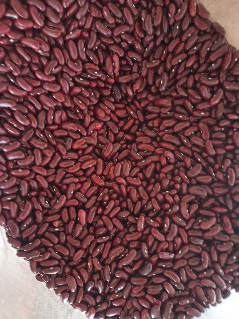 红腰豆云南本地货新货颗粒饱满货量大全国接单按需求分拣接加工