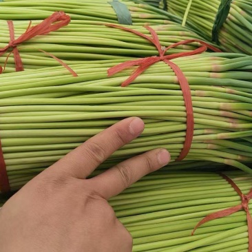 中牟红薹蒜苔红帽蒜薹产地直销量大质优价格优惠欢迎采购