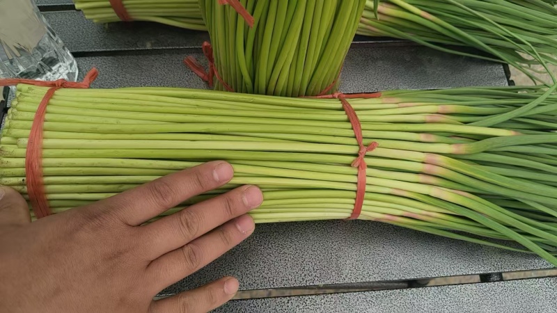 中牟红薹蒜苔红帽蒜薹产地直销量大质优价格优惠欢迎采购