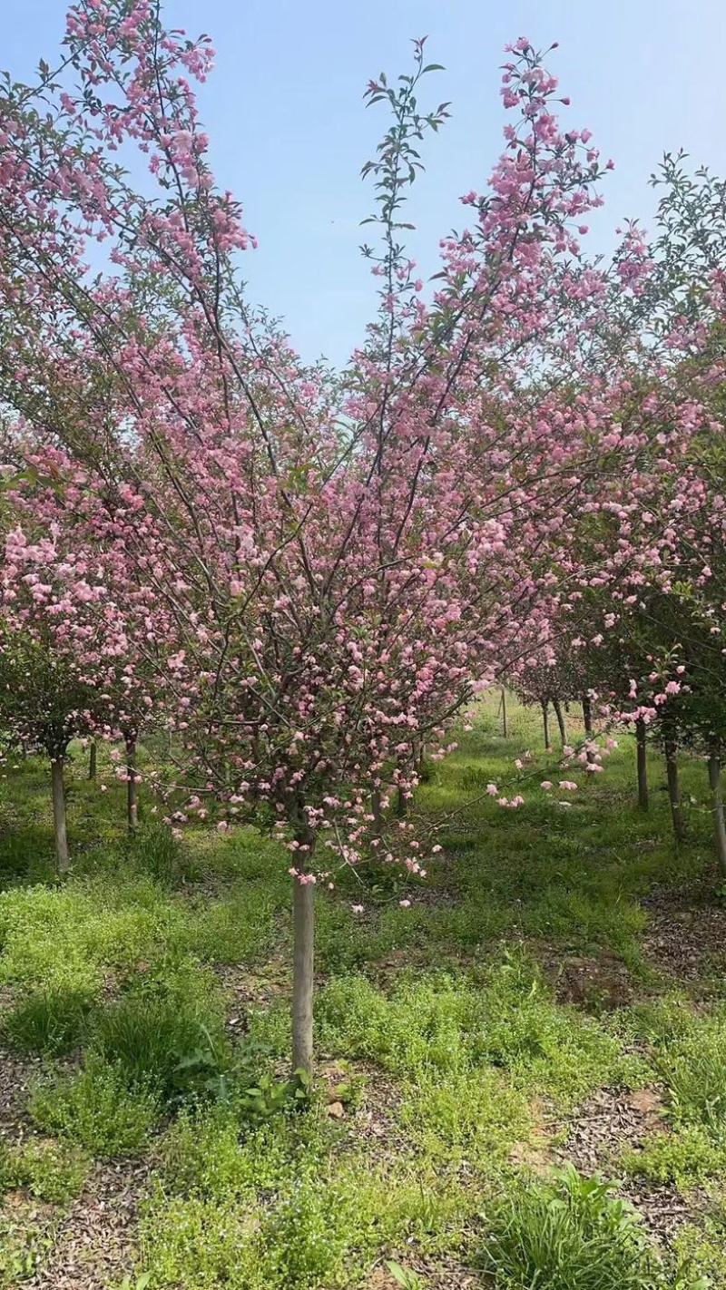 垂丝海棠5-20公分基地直销