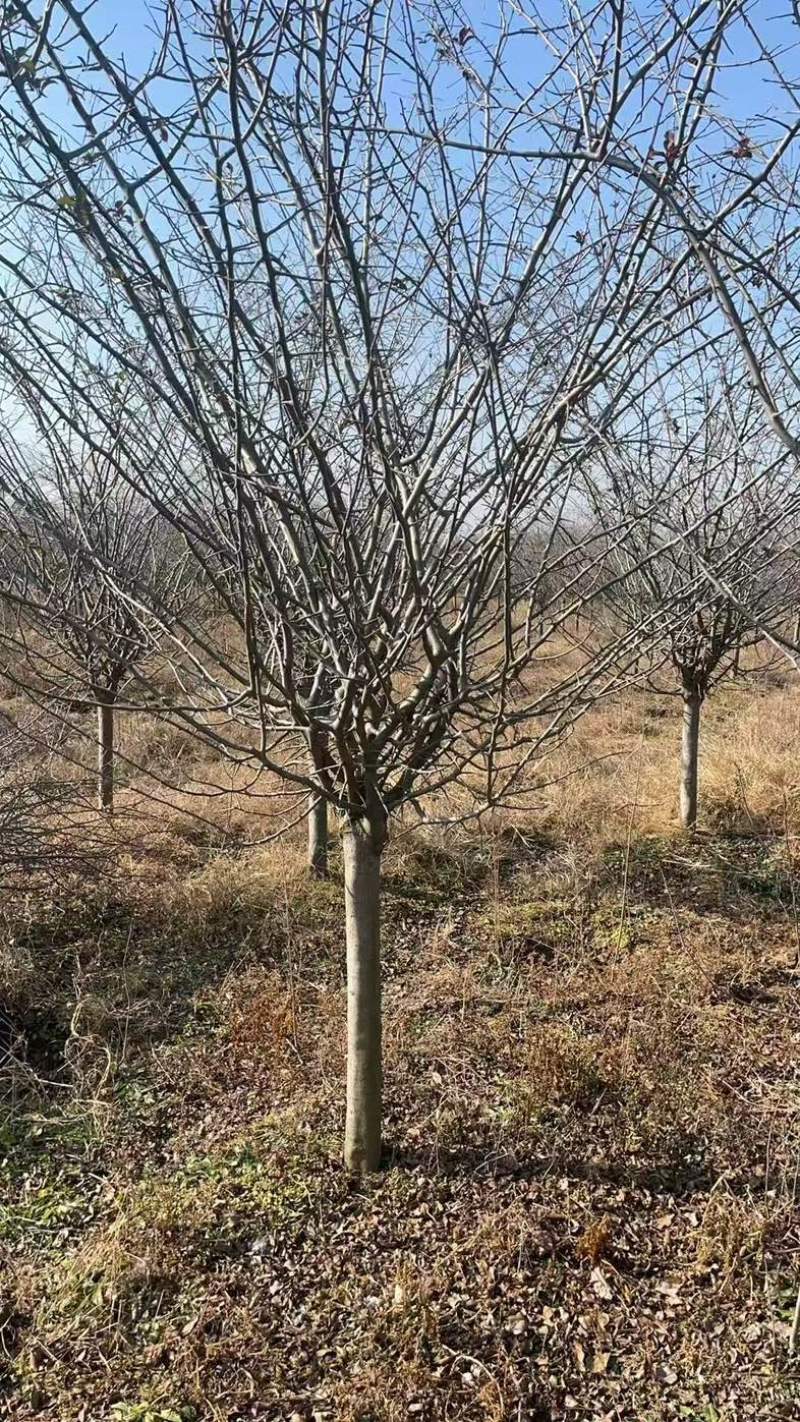 垂丝海棠5-20公分基地直销