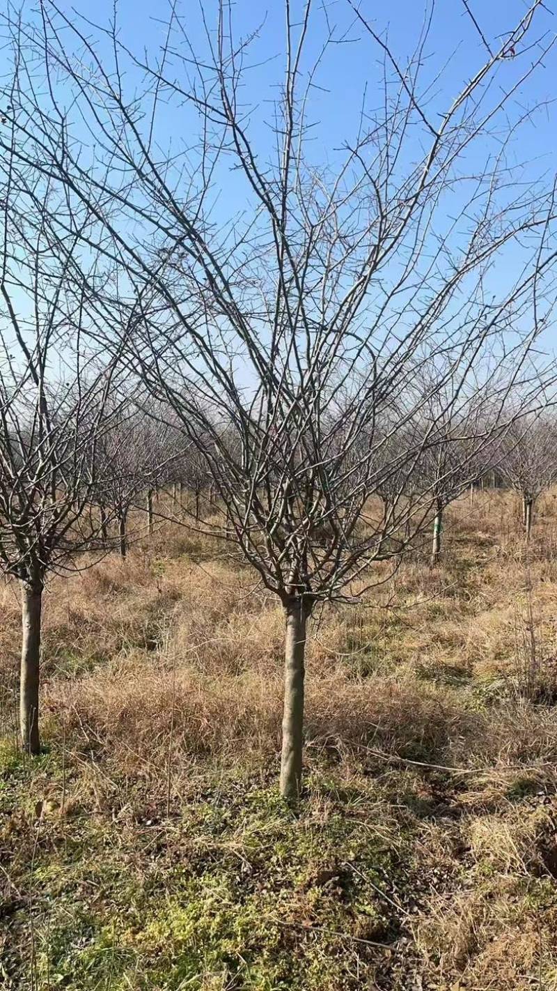 垂丝海棠5-20公分基地直销