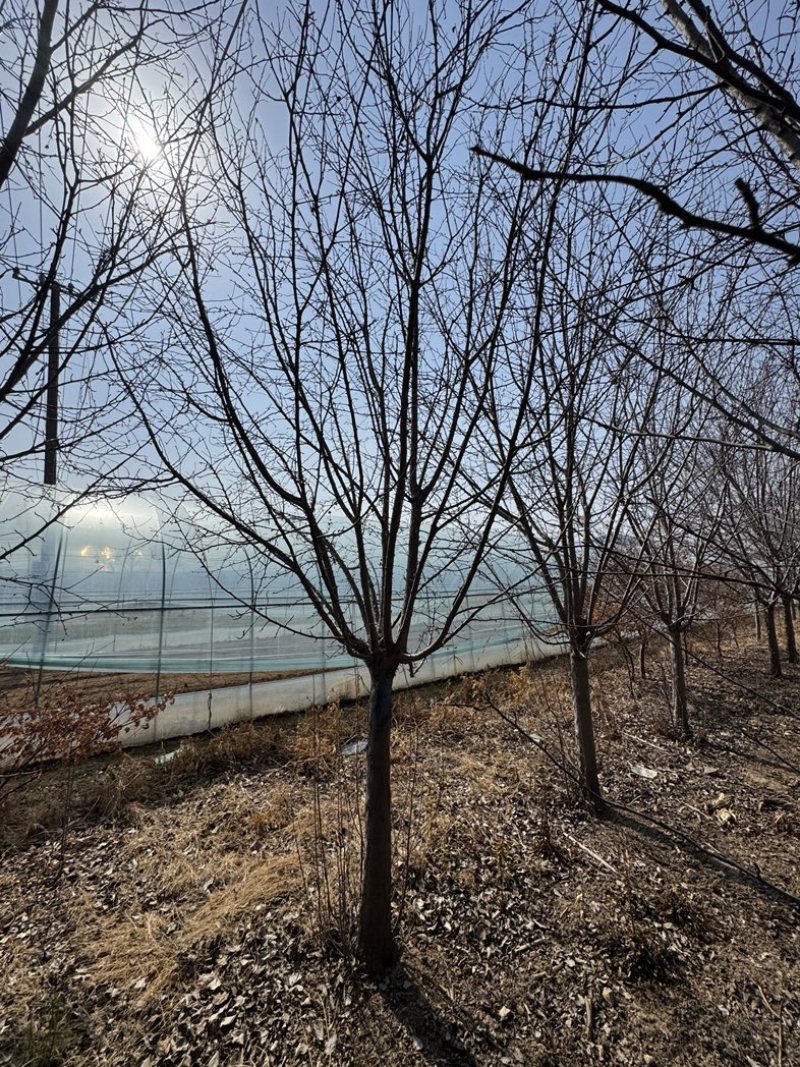 北美海棠基地直销6-30公分树形优美供货速度快