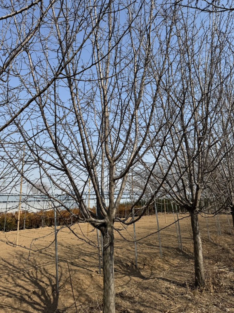 北美海棠基地直销6-30公分树形优美供货速度快