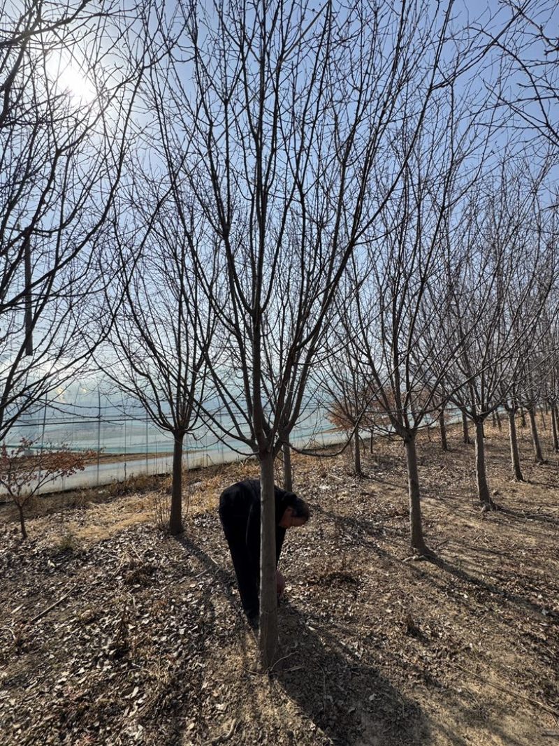北美海棠基地直销6-30公分树形优美供货速度快