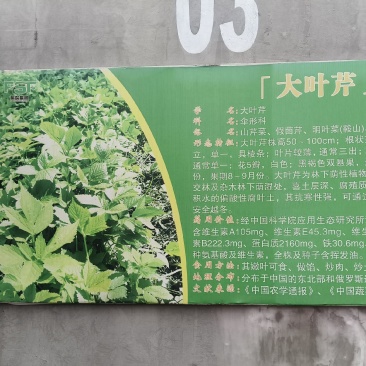 大叶芹