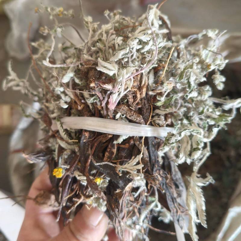 正品翻白草