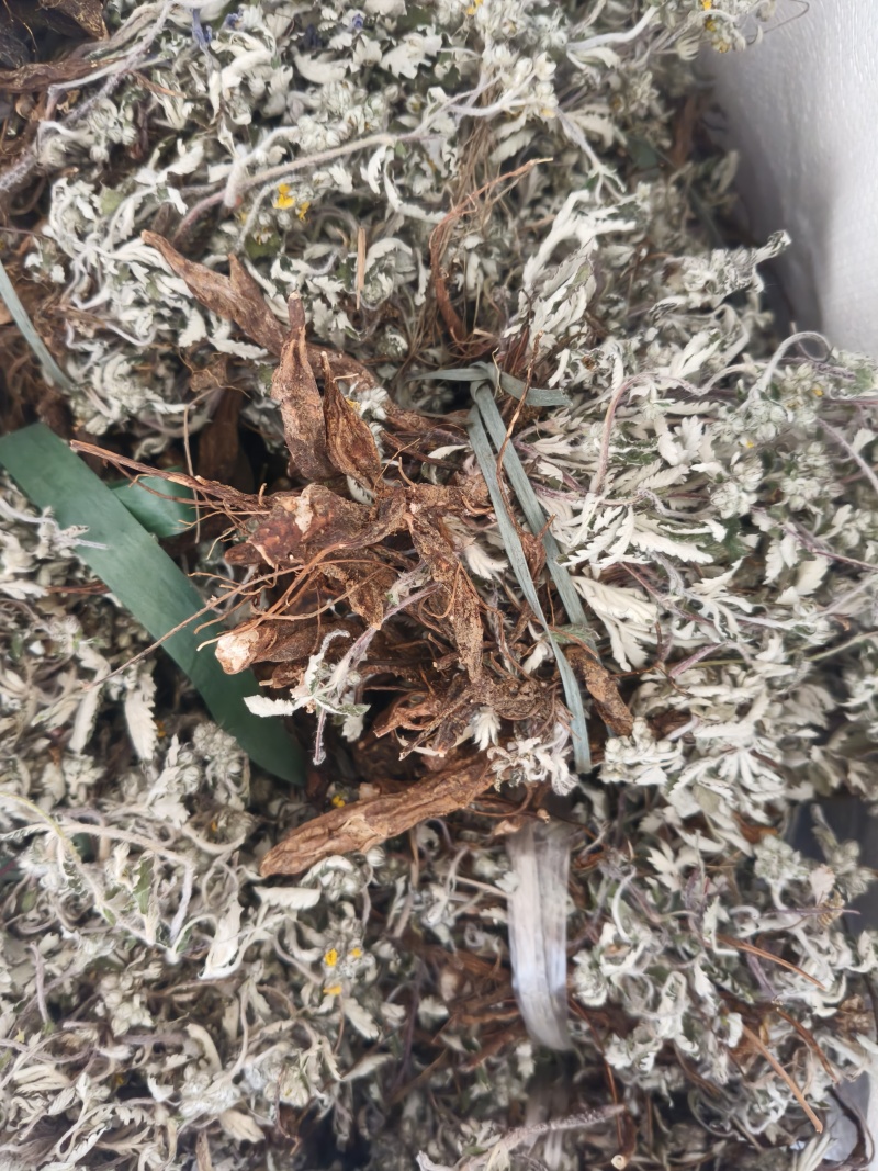 正品翻白草