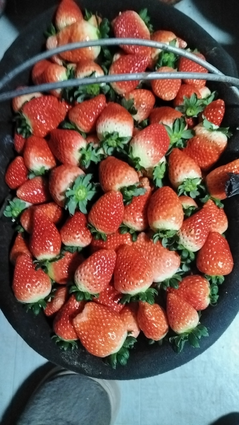 妙香草莓大量上市