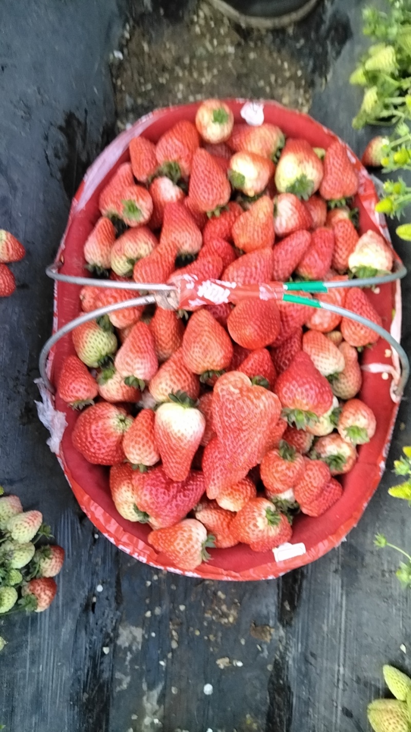 妙香草莓大量上市