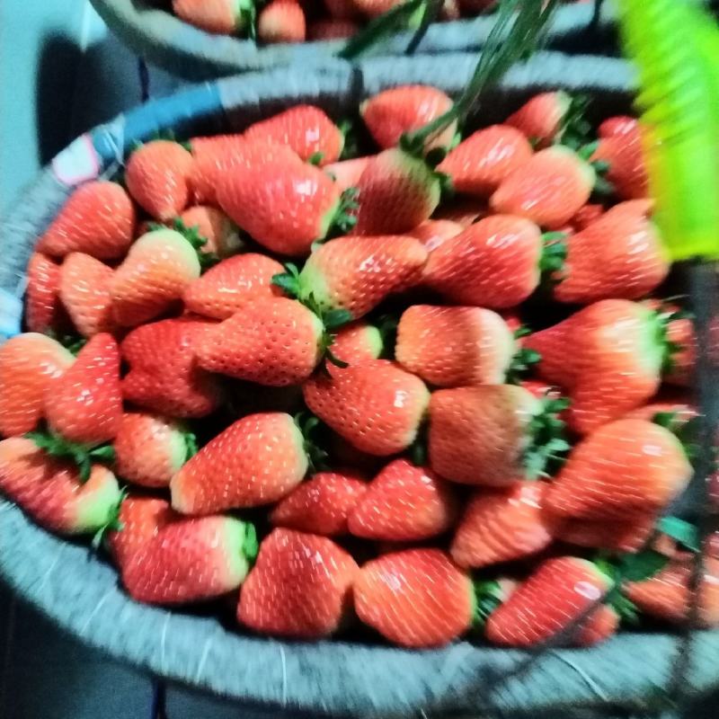 妙香草莓大量上市