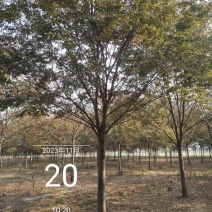 北方榉树精品规格12-22公分树形一级
