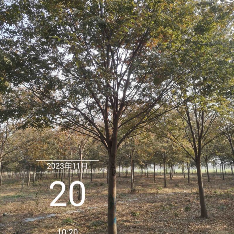 北方榉树精品规格12-22公分树形一级