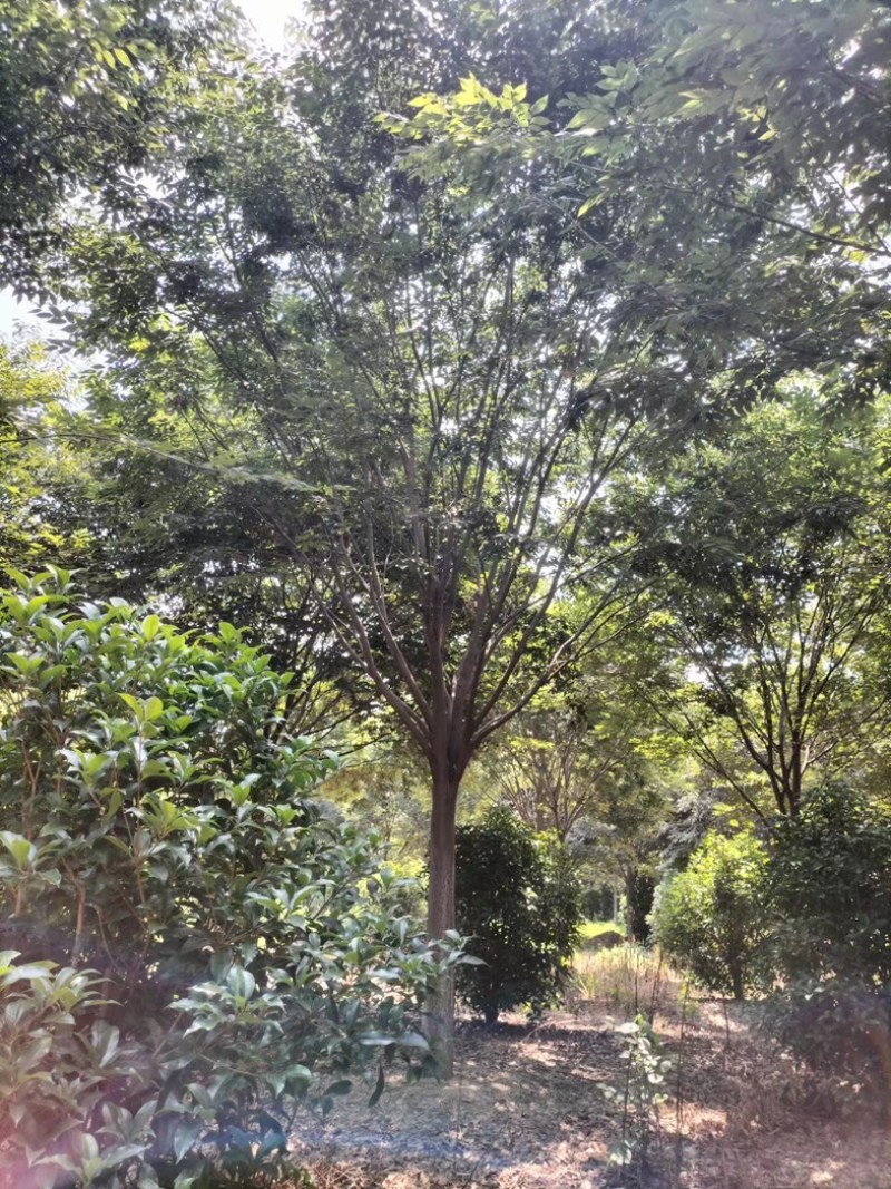北方榉树精品规格12-22公分树形一级