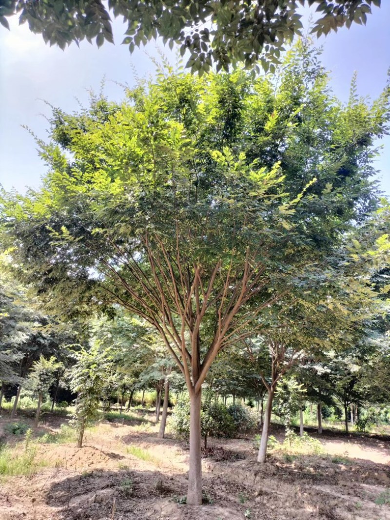 北方榉树精品规格12-22公分树形一级