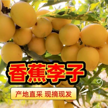 预售高品质李子香蕉李子，产地直产直发自种10万斤