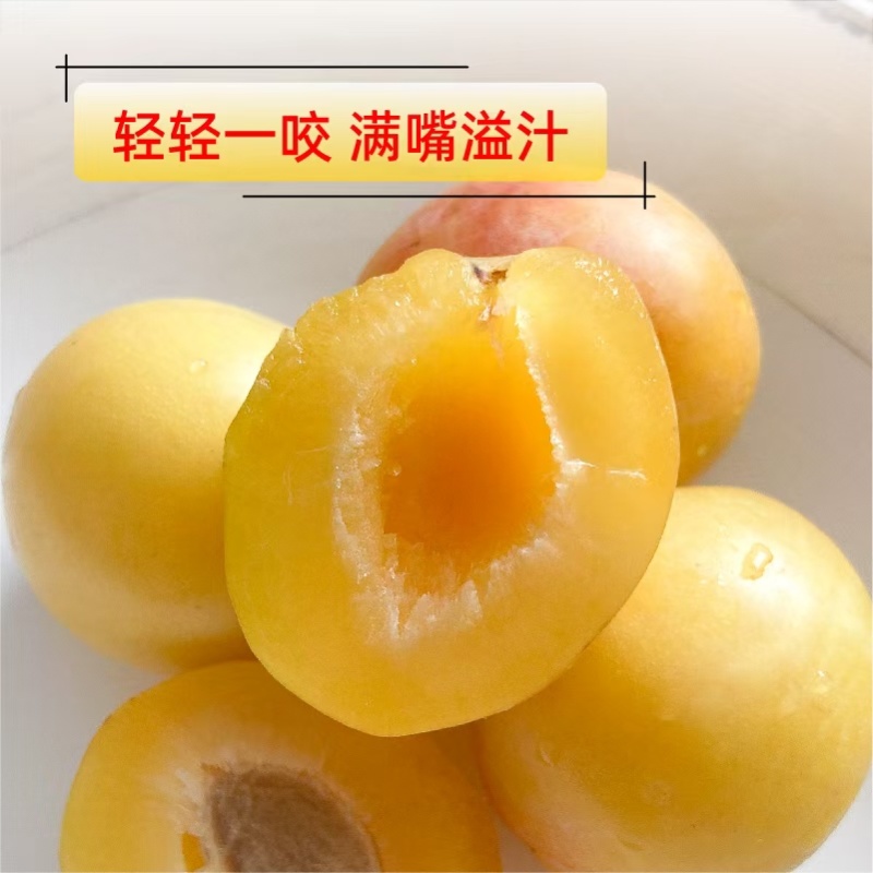 预售高品质李子香蕉李子，产地直产直发自种10万斤