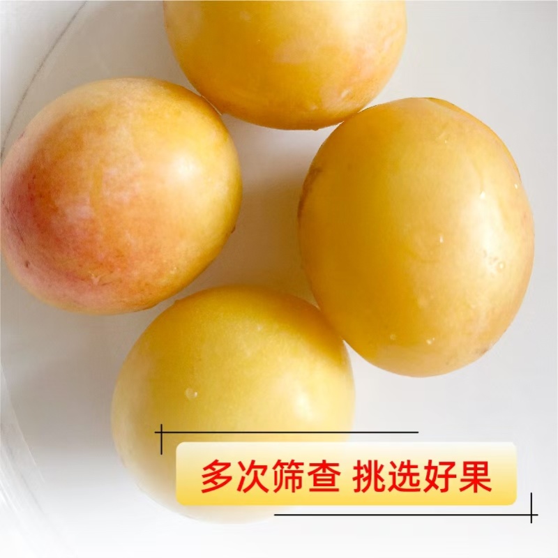 预售高品质李子香蕉李子，产地直产直发自种10万斤