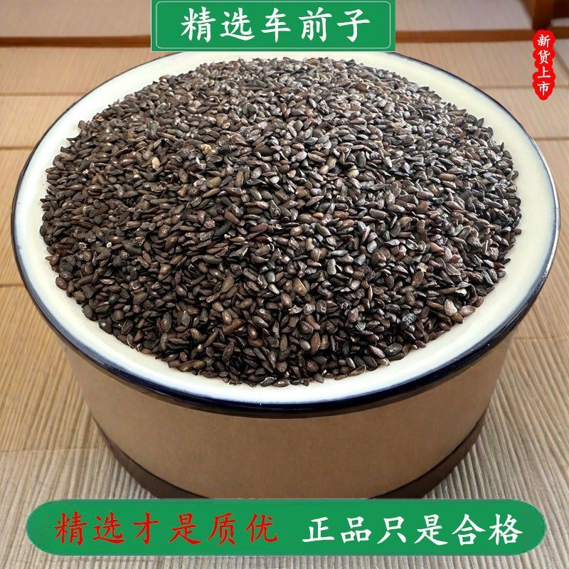 车前子中药材车前子精选新货无硫无杂质实物拍摄量大优惠