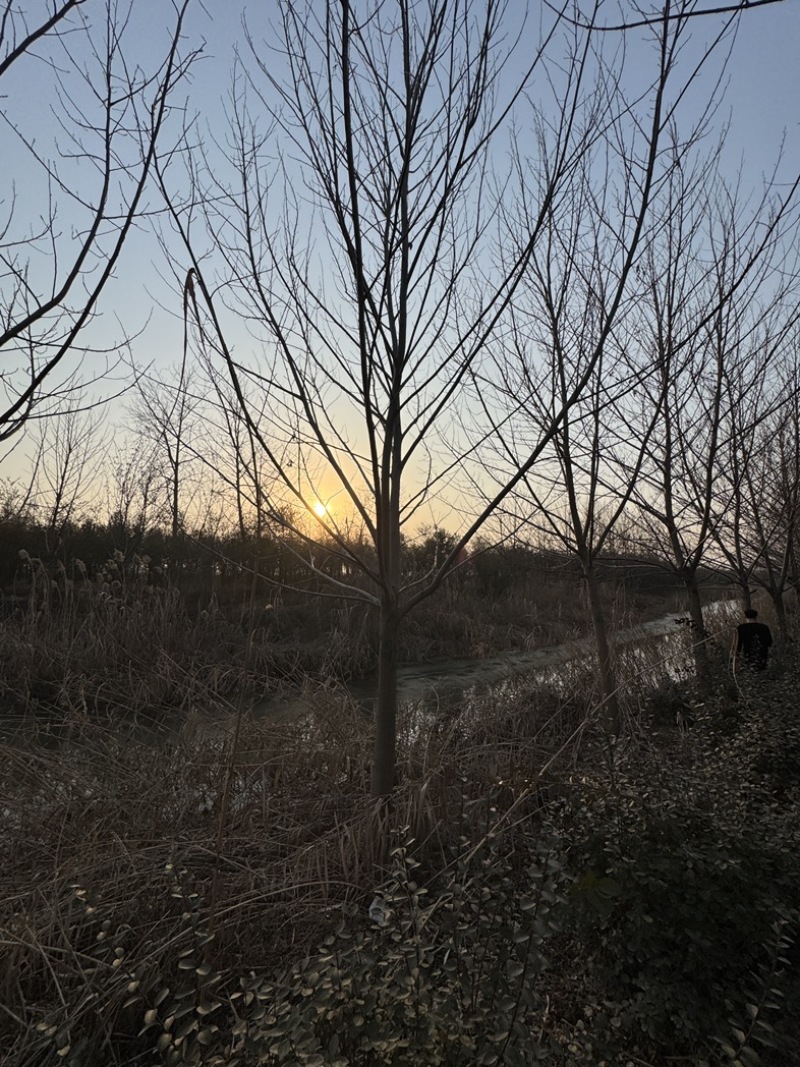 枫杨基地5-40公分直销供货速度快
