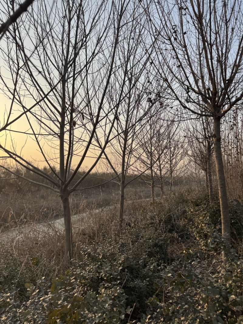 枫杨基地5-40公分直销供货速度快