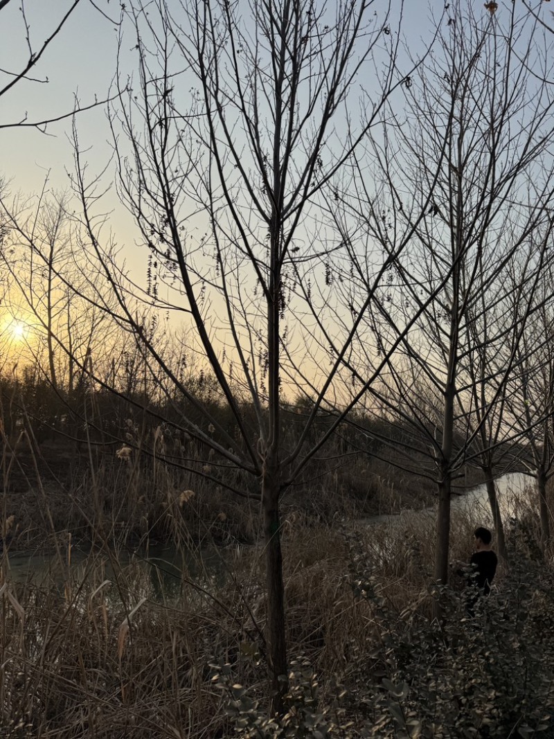 枫杨基地5-40公分直销供货速度快