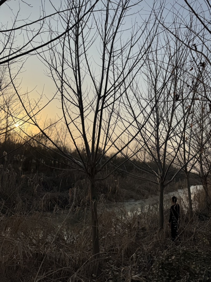 枫杨基地5-40公分直销供货速度快